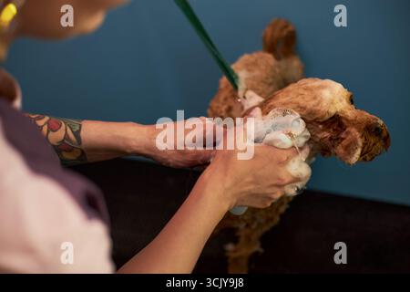 Junge Erwachsene kaukasische Frau wäscht lockigen Hund mit Seifenwasser, fokussiert auf Hände und Hundekopf, sichtbares Tattoo am Arm, Haustier steht auf dunkler Oberfläche vor blauem Hintergrund Stockfoto