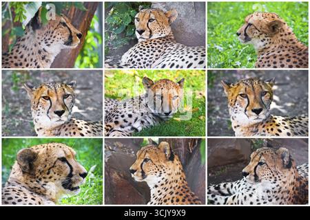Schöne Nahaufnahmen von jungen anmutigen Geparden Stockfoto