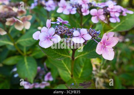 Hortensie serrata, auch bekannt als Hortensie Mountain, blüht mit zarten Lacecap Blüten und gezackten grünen Blättern in einem schattigen britischen Garten. Stockfoto