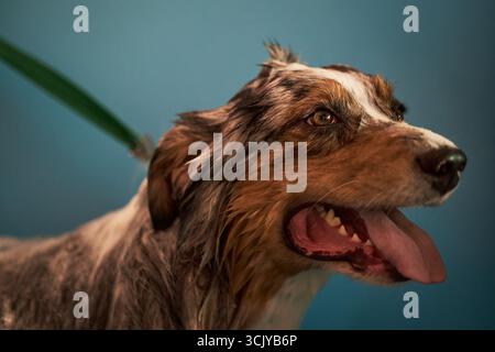 Australischer Schäferhund steht nass mit offenem Mund und ausgezogener Zunge während der Badesitzung, grüne Leine am Kragen befestigt, blauer Hintergrund sichtbar bei der Pflege Stockfoto