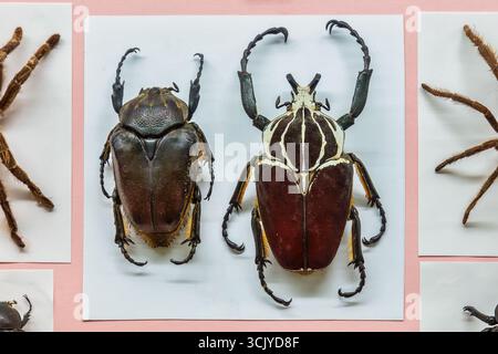 Zwei afrikanische Goliathus goliatus-Käfer, montiert in einem wissenschaftlichen Vitrinenschrank Stockfoto