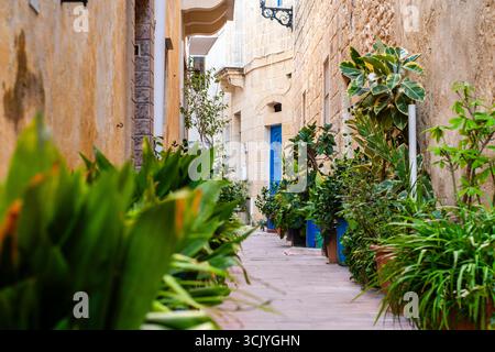 Bezaubernde mittelalterliche Straße voller Blumen von Rabat Mdina in Malta Stockfoto