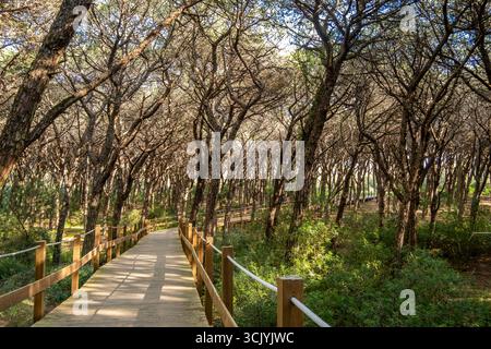 Naturpark, Holzpfad durch einen Küstenwald von Caparica. Stockfoto