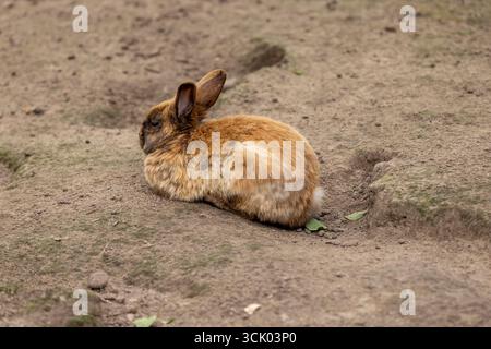 Rotes Kaninchen in einem Hof mit vielen Löchern, ein kleines rotes Kaninchen auf dem Boden in einem Hof ohne Gras Stockfoto