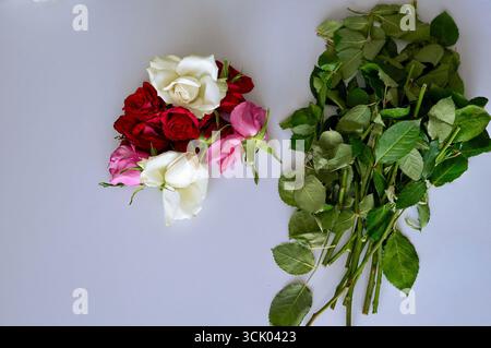 Strauß aus roten und weißen Rosen auf weißem Hintergrund. Stockfoto