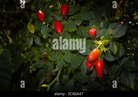Nahaufnahme von Hüftrosen mit leuchtenden Rot- und Orangetönen, die zwischen grünen Blättern hängen und bei Tageslicht aufgenommen werden. Repräsentiert natürliche Vitamine, pflanzliche Heilmittel Stockfoto