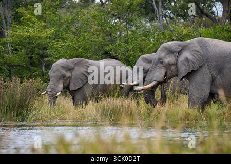 Afrikanische Buschelefanten (Loxodonta africana) füttern im Mbudi River, Khwai Konzession, Moremi Game Reserve, Botswana Afrika Stockfoto