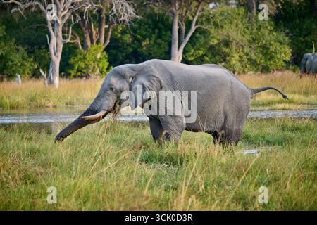 Afrikanischer Buschelefant (Loxodonta africana) Fütterung im Mbudi River, Khwai Konzession, Moremi Game Reserve, Botswana Afrika Stockfoto