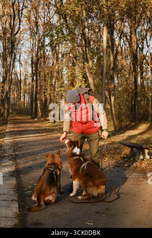 Mann, der mit zwei Hunden im Herbstpark steht und sie trainiert, sich für Leckereien zu setzen. Stockfoto