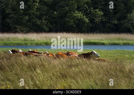 Kühe ruhen auf einer Wiese neben einem See Stockfoto