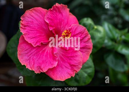 Einzelne rosafarbene Hibiskusblüte mit verschwommenem Hintergrund Stockfoto