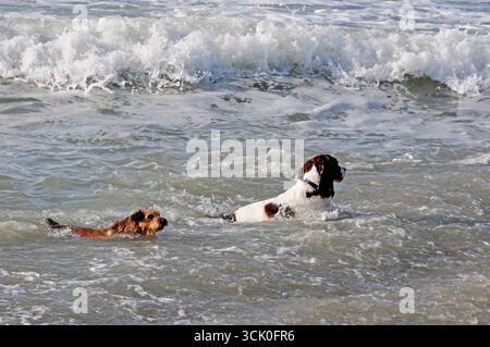 Zwei Hunde schwimmen im Meer. Stockfoto