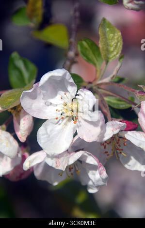 Rosa/weiße Krabbenapfel (Malus Evereste) Blumen im RHS Garden Harlow Carr, Harrogate, England, Großbritannien. Stockfoto