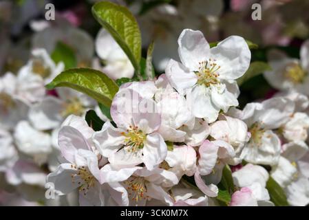 Rosa/weiße Krabbenapfel (Malus Evereste) Blumen im RHS Garden Harlow Carr, Harrogate, England, Großbritannien. Stockfoto