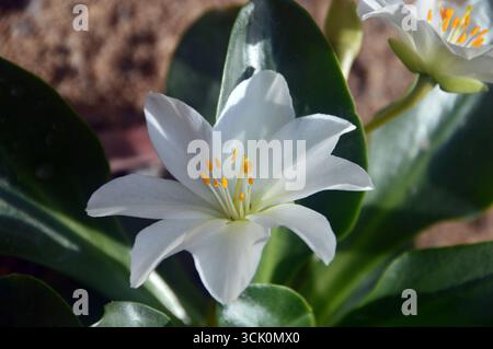 Kleine weiße Lewisiopsis Tweedyi „Alba“ (Tweedy's Lewisia) Blume im Alpenhaus im RHS Garden Harlow Carr, Harrogate, England, Großbritannien. Stockfoto