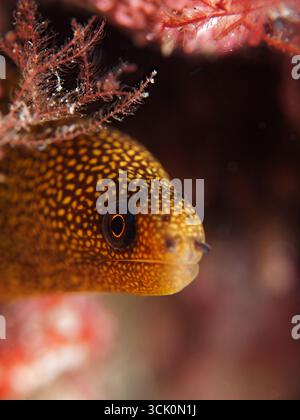 Gymnothorax miliaris - goldene Muräne Stockfoto