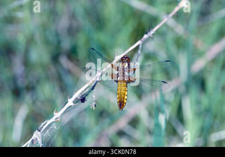 Breitkörperjäger (Libellula depressa), adulte Libelle Stockfoto