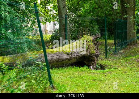 Großer, moosig gefallener Baumstamm, der über einem beschädigten Metallzaun in einem Waldpark liegt, symbolisiert natürliche Kraft und Umweltauswirkungen Stockfoto