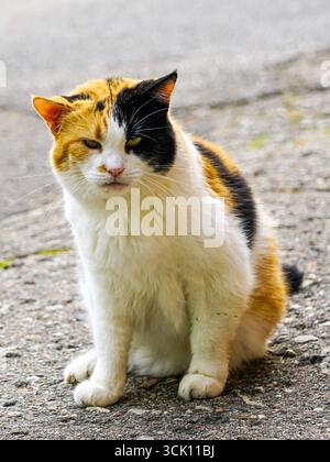 Streunende, obdachlose Calico-Katze mit schwarzem, weißem und orangenem Fell, die auf rauem Gehweg sitzt und im Freien traurig und verlassen erscheint Stockfoto
