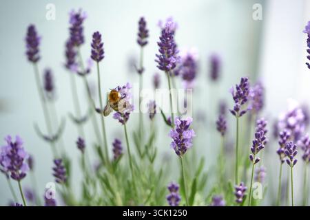 Biene auf violettem Lavendel im Frühlingsgarten Stockfoto