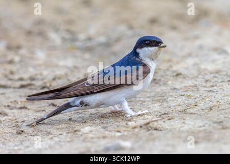 Gemeindehaus martin / Nordhaus martin (Delichon urbicum) sammelt Schlamm im Schnabel für den Bau des Nestes im Frühjahr Stockfoto