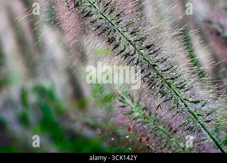 Sie säen lange grüne und braune Köpfe von mexikanischem Hochgras. Winzige Wassertropfen am frühen Morgen. Farben des frühen Herbstes. Weicher Hintergrund. Gartenkonzept Stockfoto