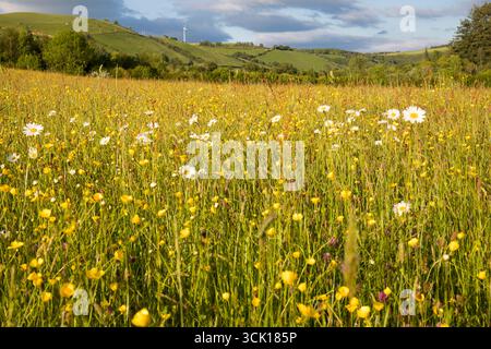 Ochsenaugen-Daisies und Butterblumen blühen auf einer Heuwiese auf einer Bio-Farm. Powys, Wales. Juni. Stockfoto
