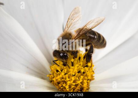 Honigbienenarbeiter (APIs mellifera) ernährt sich in einer Cosmos-Blume im Garten. Powys, Wales. August. Stockfoto
