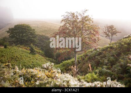 Rowan oder Mountain Ash (Sorbus acuparia) mit Beeren an einem nebeligen Morgen in den Kambrischen Bergen. Powys, Wales. September. Stockfoto