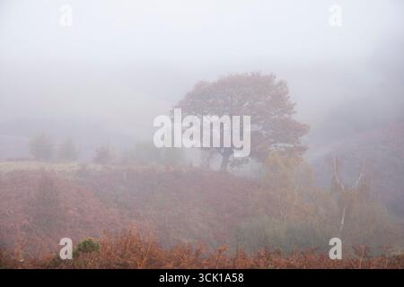 Einsame Eiche (Quercus petraea) an einem nebeligen Herbstmorgen. Powys, Wales. Oktober. Stockfoto