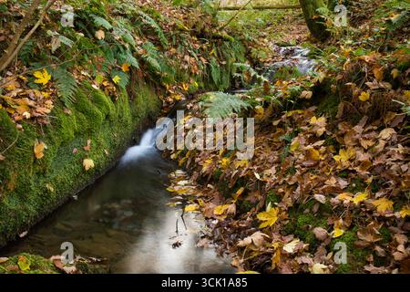 Waldbach mit Moosen und gefallenen Blättern im Herbst. Powys, Wales. November. Stockfoto
