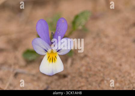 Dünen-Stiefmütterchen (Viola tricolor subsp. Curtisii) blühend im Lebensraum der Sanddünen. Cumbria, England. April. Stockfoto