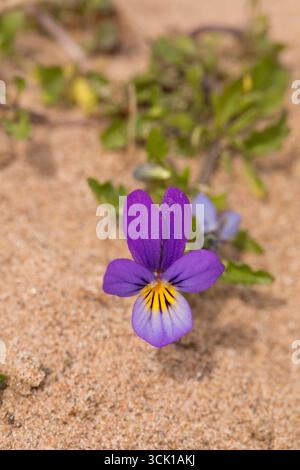 Dünen-Stiefmütterchen (Viola tricolor subsp. Curtisii) blühend im Lebensraum der Sanddünen. Cumbria, England. April. Stockfoto