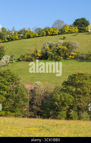 Comon Laburnum (Laburnum anagyroides) blüht in Hecken auf einem Hügel in Wales. Oft gepflanzt zu umsichtigen Griffen für Bergbauwerkzeuge. Powys, Wales. Mai. Stockfoto