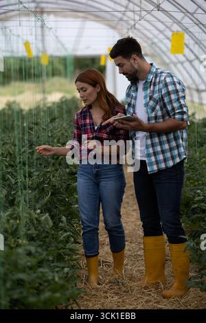 Weibliche und männliche Landwirte im Gewächshaus, die zwischen Tomatenreihen laufen und ihre Qualität überprüfen Stockfoto