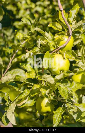 Nahaufnahme von grünen Äpfeln, die an einem Baumzweig hängen, umgeben von üppigen Blättern im Sonnenlicht des Obstgartens. Frisches Bio-Obst-Konzept, ideal für die Landwirtschaft, HE Stockfoto