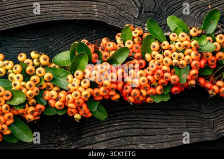 Natürliche Fruchtmuster (Beeren) von Pyracantha Saphyr Rouge („Cadrou“), firethorn (Saphyr Rouge). Natürliches Nahaufnahme-Pflanzenporträt. Stockfoto