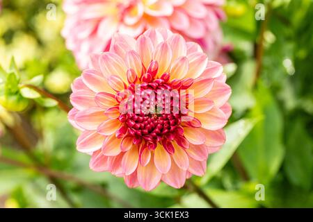 Charmante Dahlia „Foxy Lady“. Natürliches Nahaufnahme blühendes Pflanzenporträt. Verführerisch, zuverlässig, echt, stimmungsvoll, Nouveau, gesund, seelenvoll, faszinierend Stockfoto