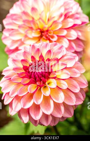 Charmante Dahlia „Foxy Lady“. Natürliches Nahaufnahme blühendes Pflanzenporträt. Verführerisch, zuverlässig, echt, stimmungsvoll, Nouveau, gesund, seelenvoll, faszinierend Stockfoto