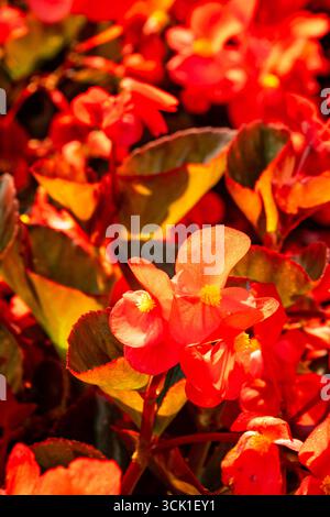 Atemberaubendes, produktives und leuchtendes rotes Begonia „Big Red Bronze Leaf“. Natürliches Nahaufnahme blühendes Pflanzenporträt. Bewundert, bringt Schönheit, Objekte der Romantik Stockfoto