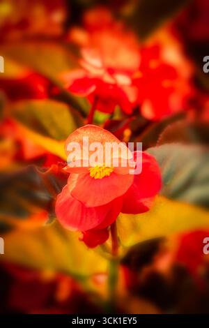 Atemberaubendes, produktives und leuchtendes rotes Begonia „Big Red Bronze Leaf“. Natürliches Nahaufnahme blühendes Pflanzenporträt. Bewundert, bringt Schönheit, Objekte der Romantik Stockfoto