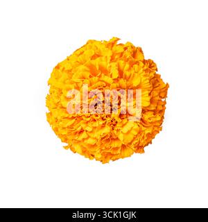 Orangefarbene Ringelblume isoliert auf weißem Hintergrund, Designelement. Mexikanische Cempasuchil-Blüte. Stockfoto
