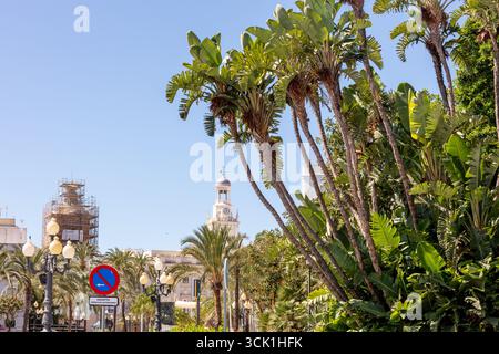 Palmen mit Rathaus und Dom in Cadiz, Andalusien, Spanien, September 2025. Stockfoto