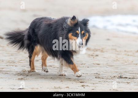 Sheltie spazieren am Strand Stockfoto