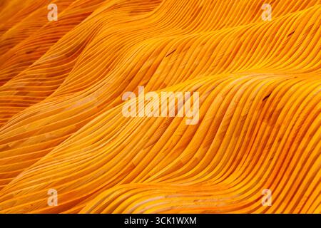 Holzstruktur in Form einer Welle. Stockfoto