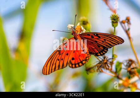 Ein Gulf Fritillary Butterfly (Agraulis vanillae) ernährt sich von Beggarticks (Bidens alba) im Bay Front Park, 6. September 2026, in CODEN, Alabama. Stockfoto