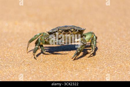 Nahaufnahme einer „Carcinus maenas“-Krabbe, die an einem sonnigen Tag auf dem Sand eines Strandes posiert. Auch bekannt als Landkrabbe, grüne Landkrabbe oder European gre Stockfoto