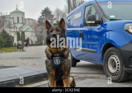 Polizeihund Deutscher Schäferhund posiert Stockfoto