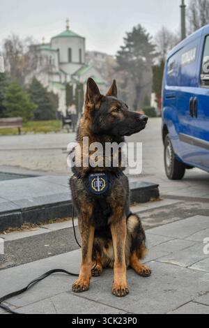 Polizeihund Deutscher Schäferhund posiert Stockfoto