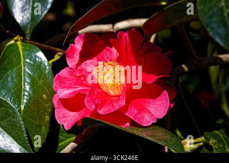 Kamelie „Königtum“ ist ein kleiner, aber laxer immergrüner Sträucher mit glänzenden dunkelgrünen Blättern und sehr großen, roten, halbdoppelten Blüten im mittleren oder späten Frühjahr Stockfoto